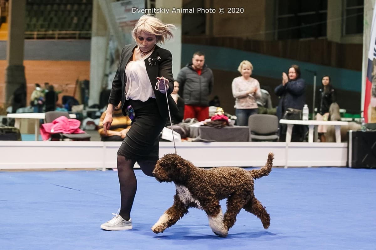 Lagotto Romagnolo Puppies breeder image 3