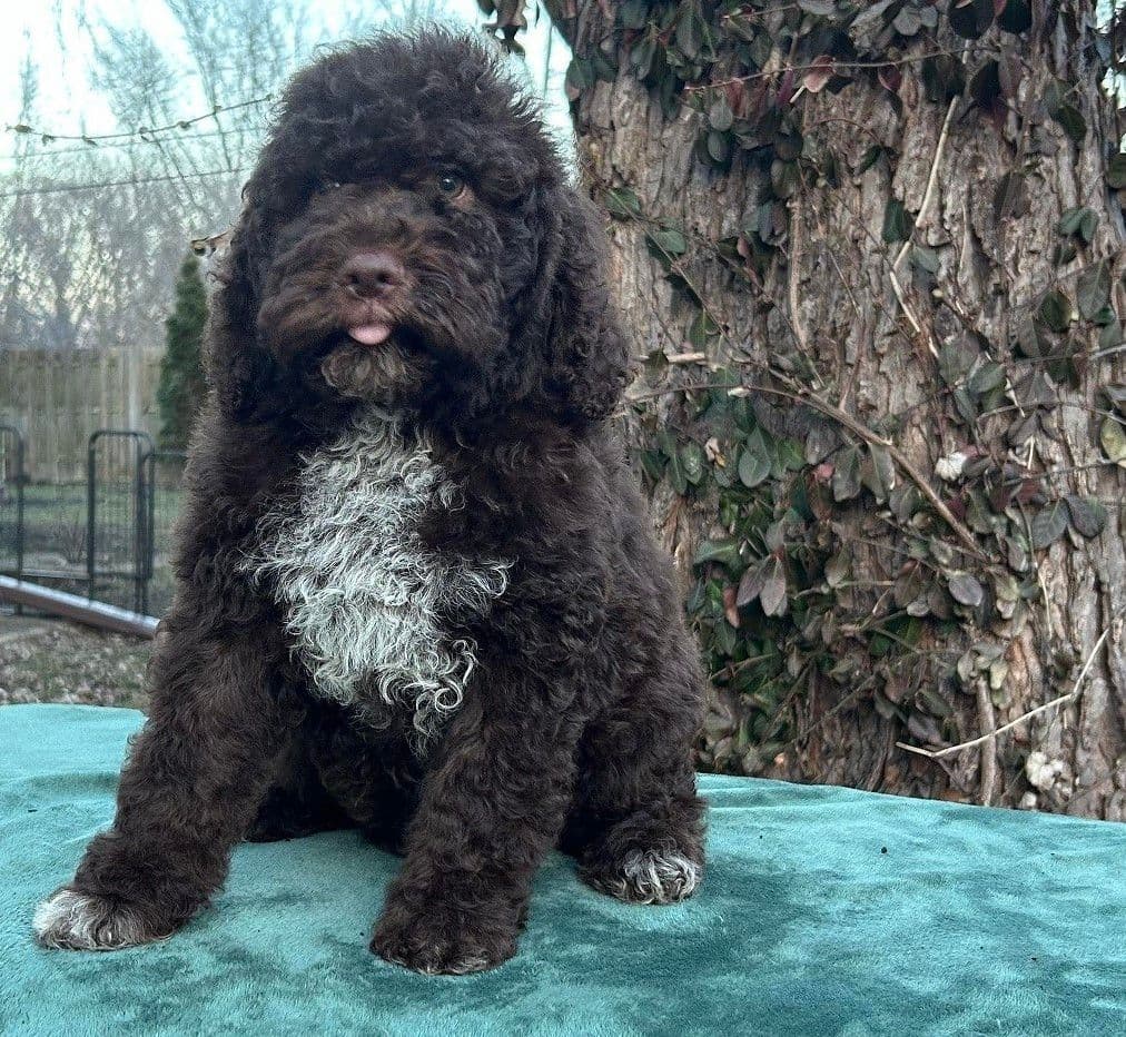 Lagotto Romagnolo Puppies breeder image 4