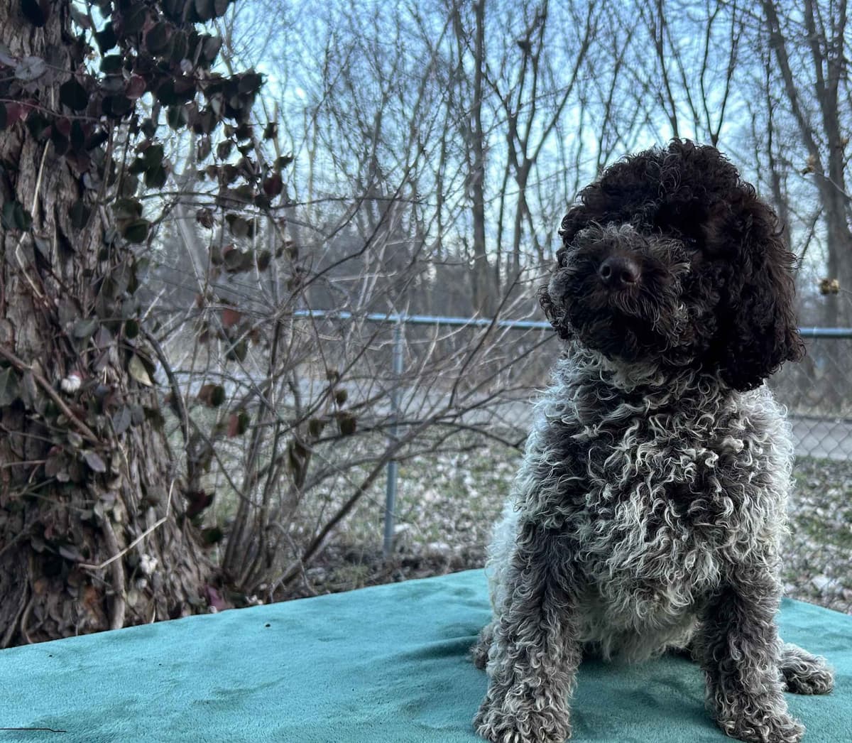 Lagotto Romagnolo Puppies breeder image 5