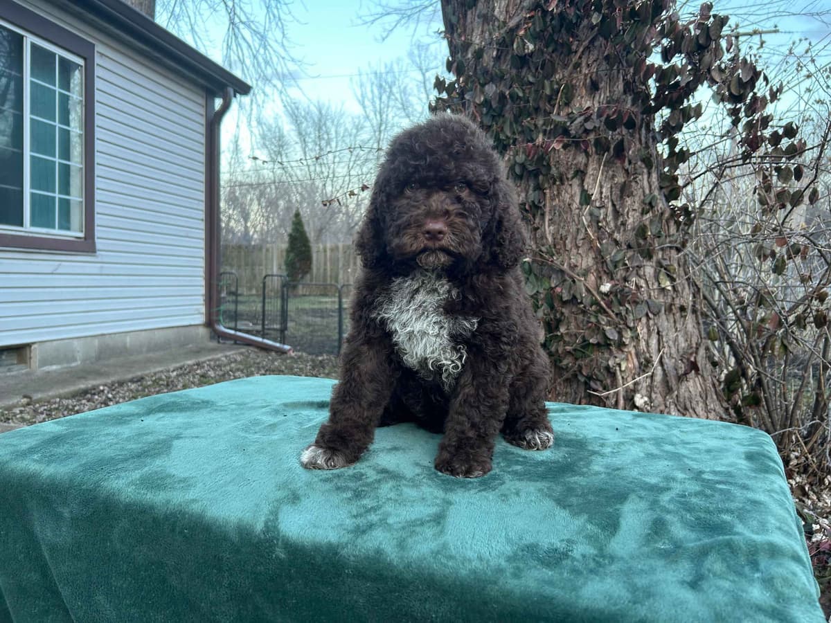 Lagotto Romagnolo Puppies breeder image 6