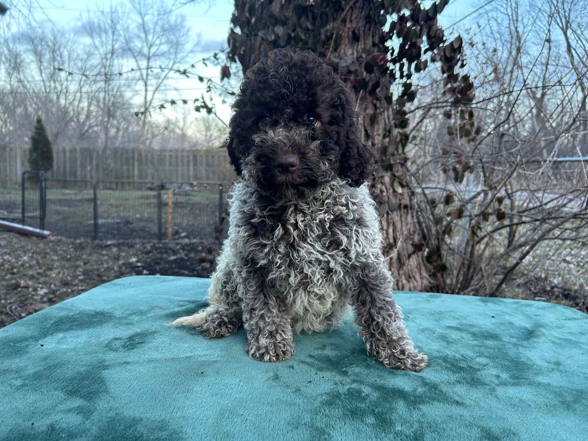 Lagotto Romagnolo Puppies breeder image 8