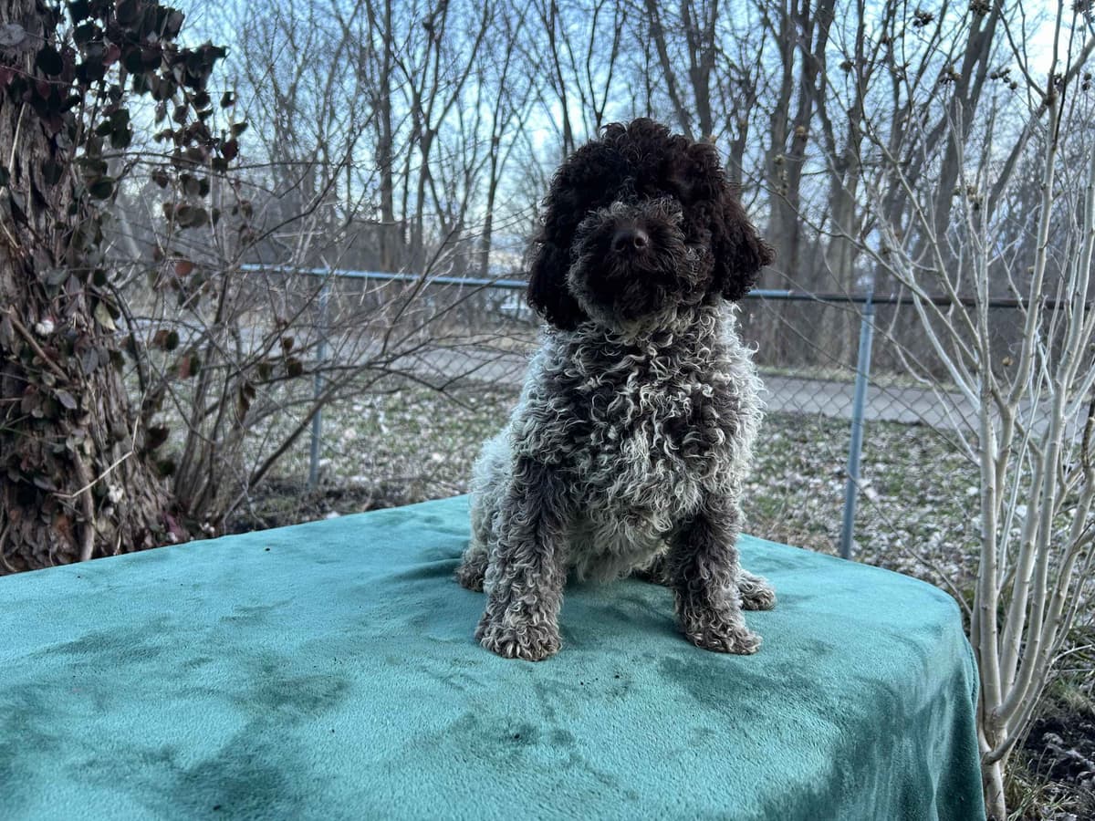 Lagotto Romagnolo Puppies breeder image 9