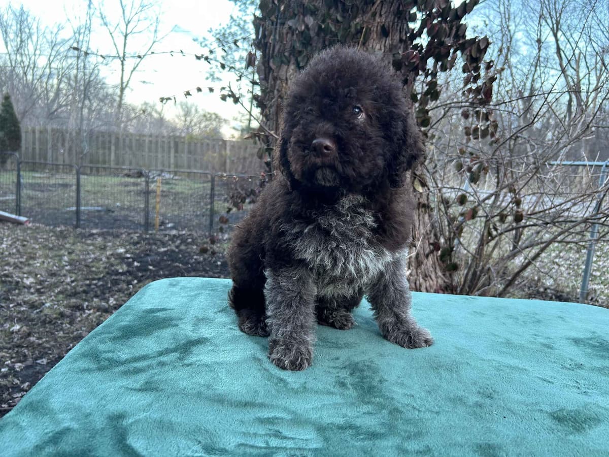 Lagotto Romagnolo Puppies breeder image 12