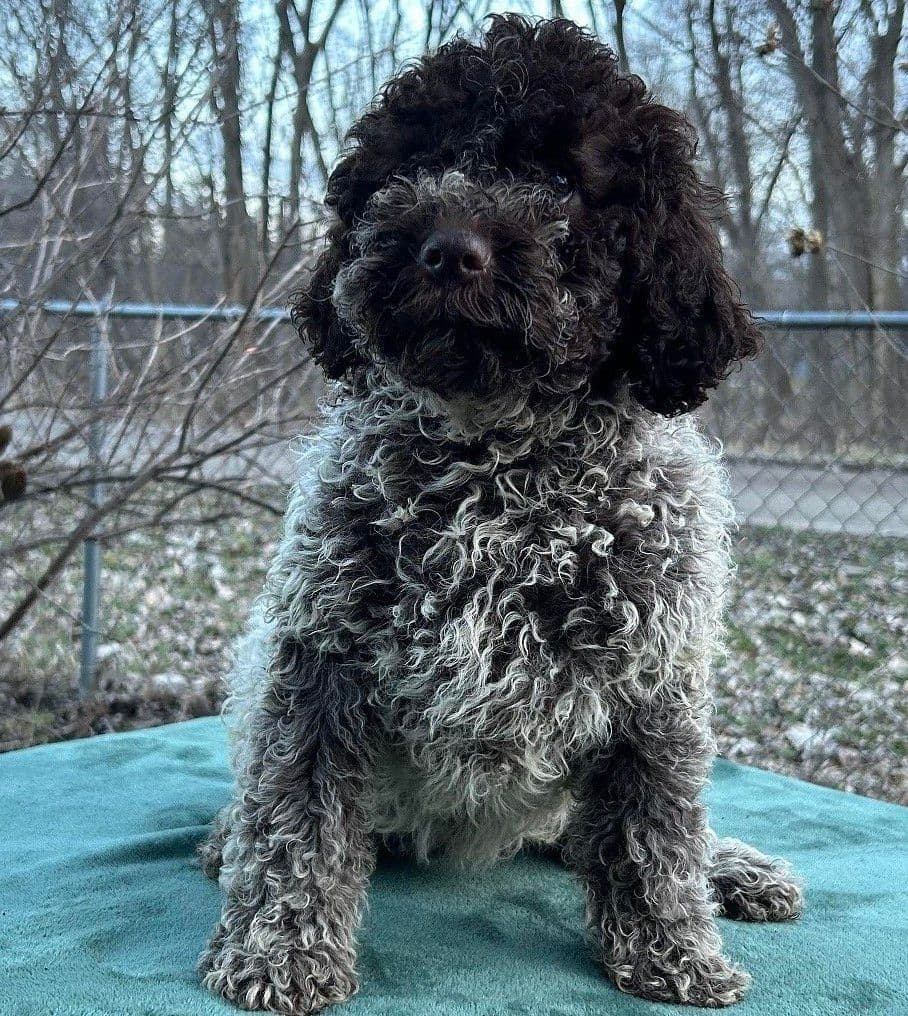 Lagotto Romagnolo Puppies breeder image 10