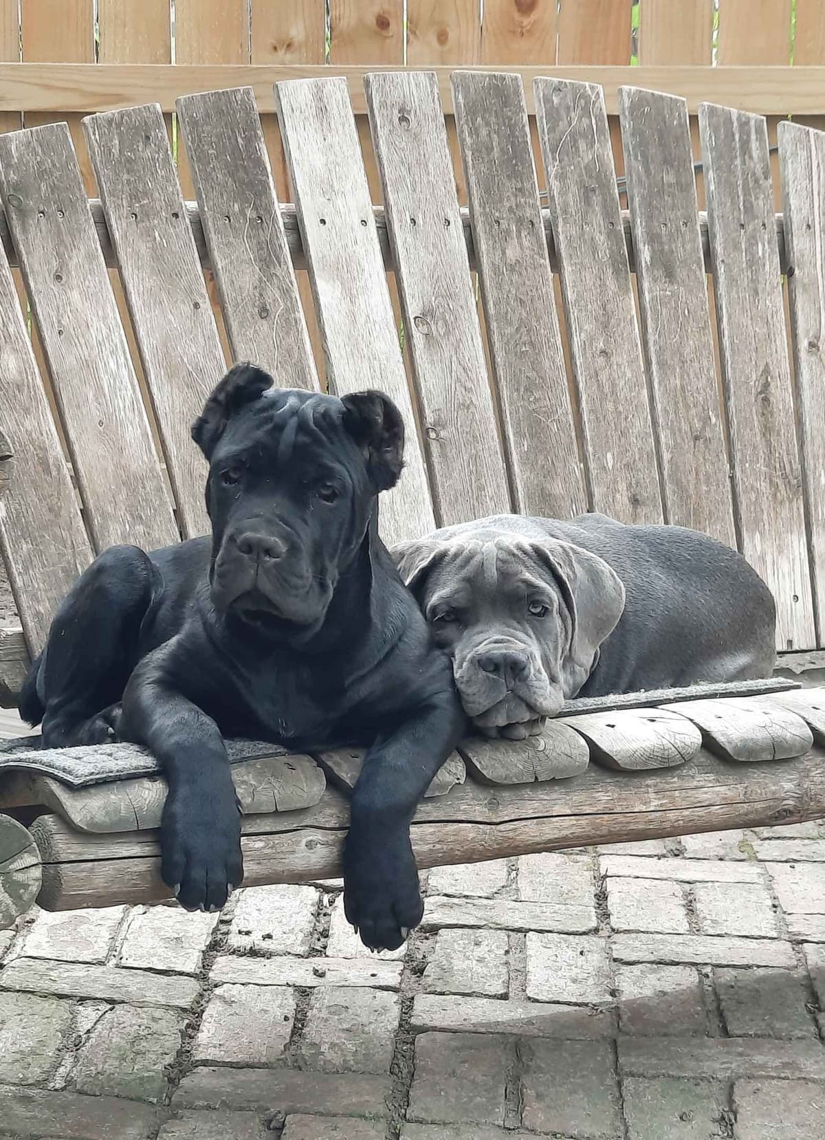 Scandifio Bloodlines! Puppies available now! breeder image 2