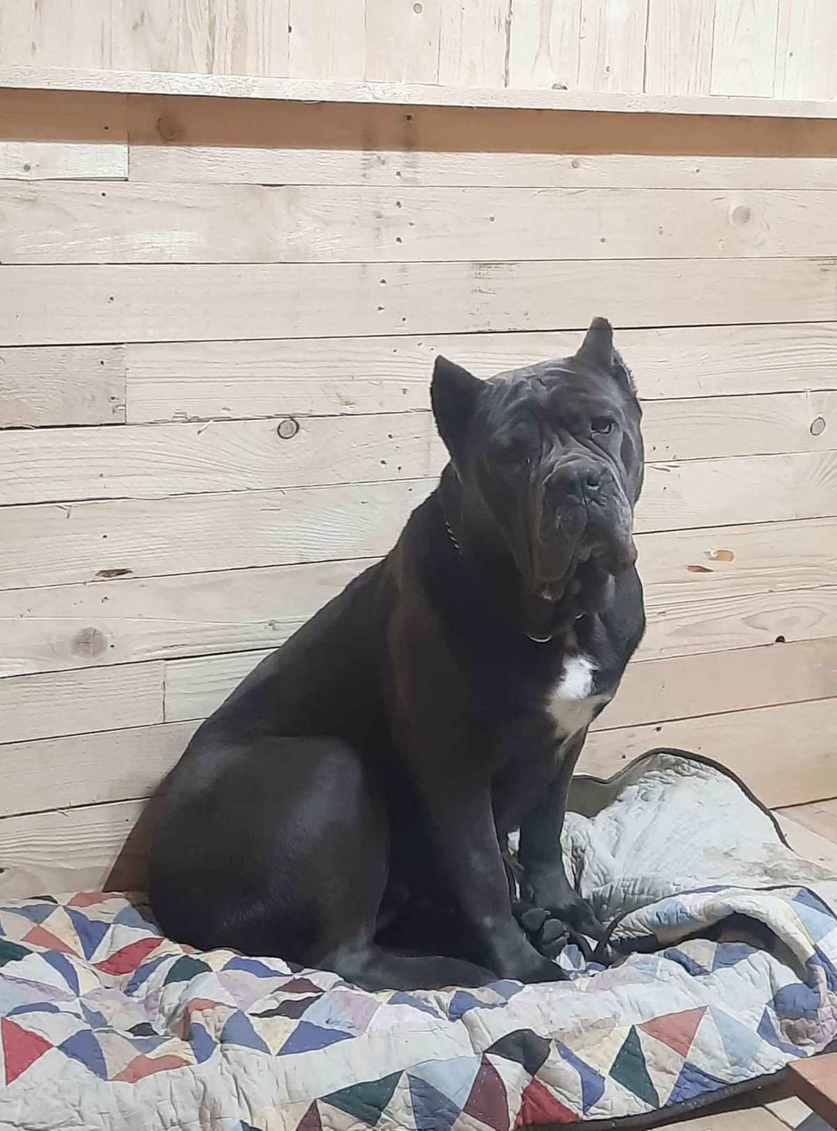 Scandifio Bloodlines! Puppies available now! breeder image 3