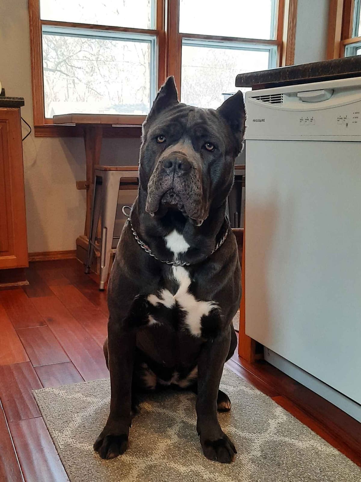 Scandifio Bloodlines! Puppies available now! breeder image 4