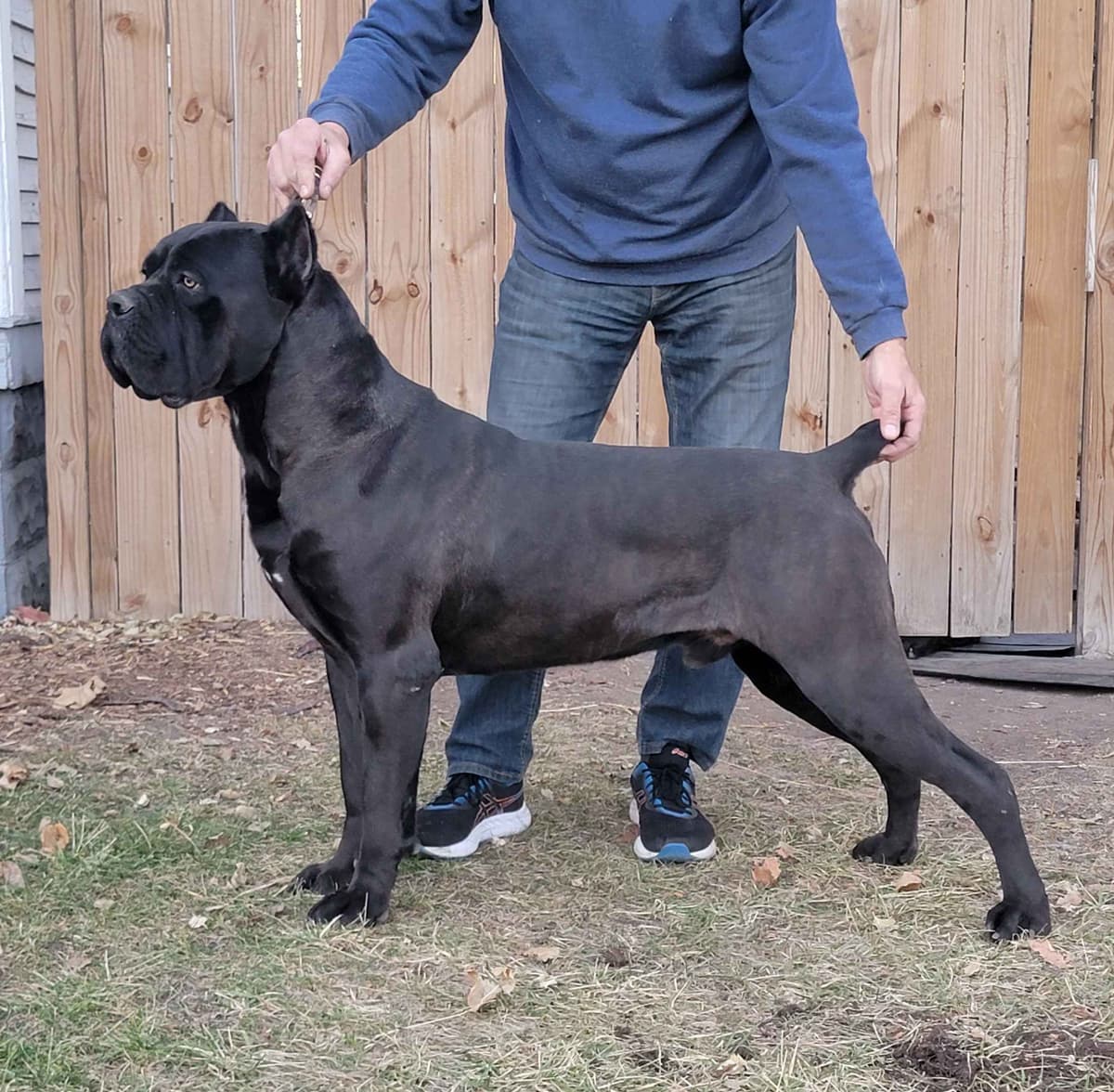 Scandifio Bloodlines! Puppies available now! breeder image 6