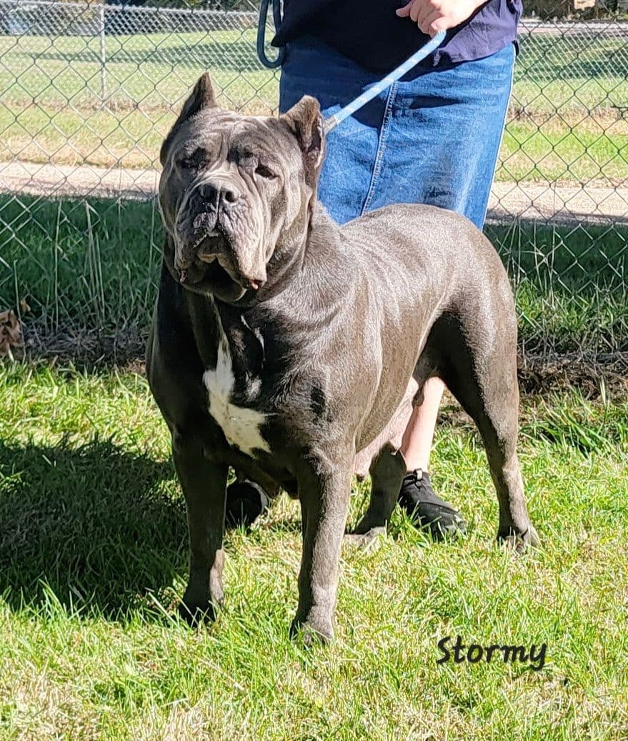 Scandifio Bloodlines! Puppies available now! breeder image 5