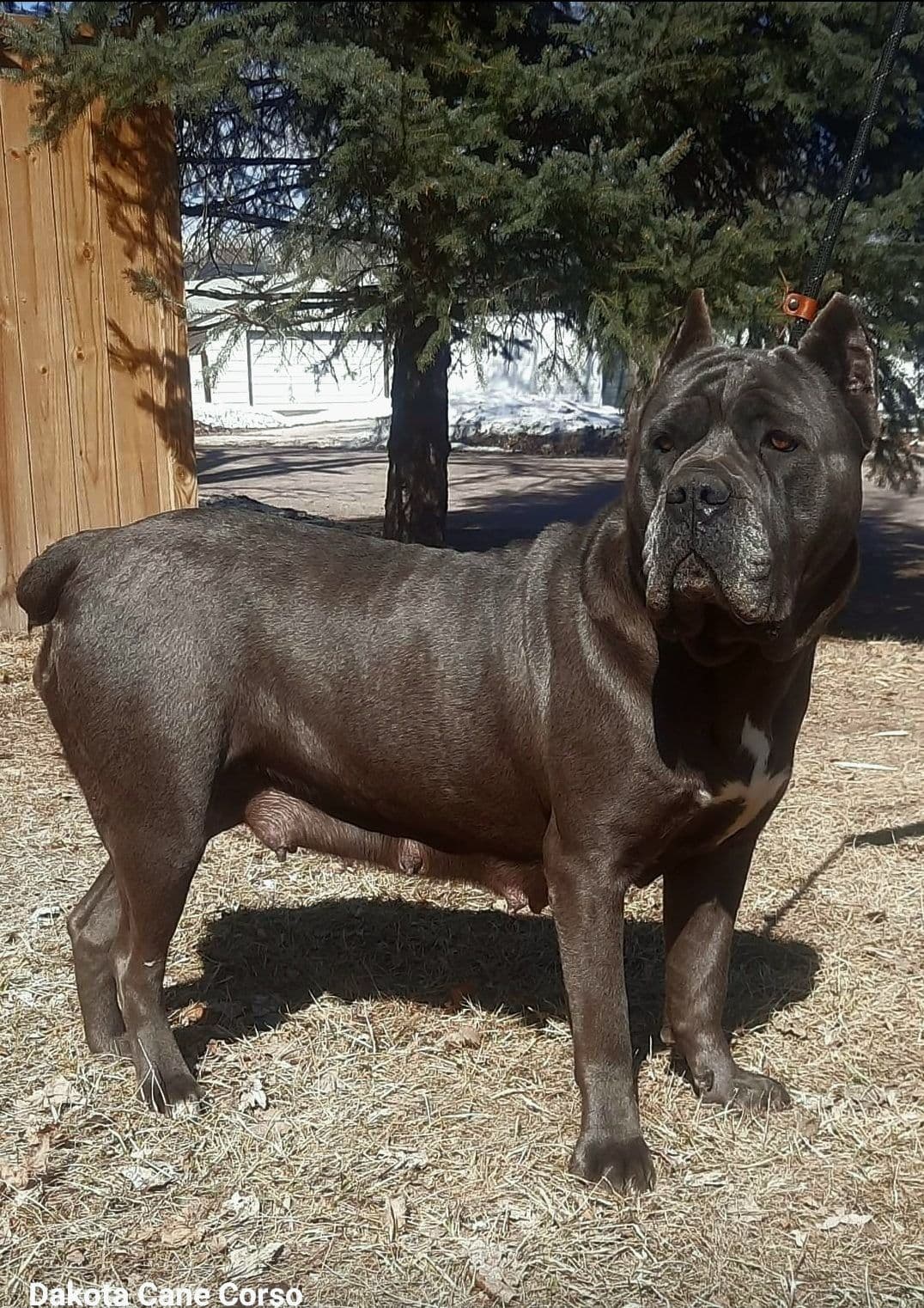 Scandifio Bloodlines! Puppies available now! breeder image 7