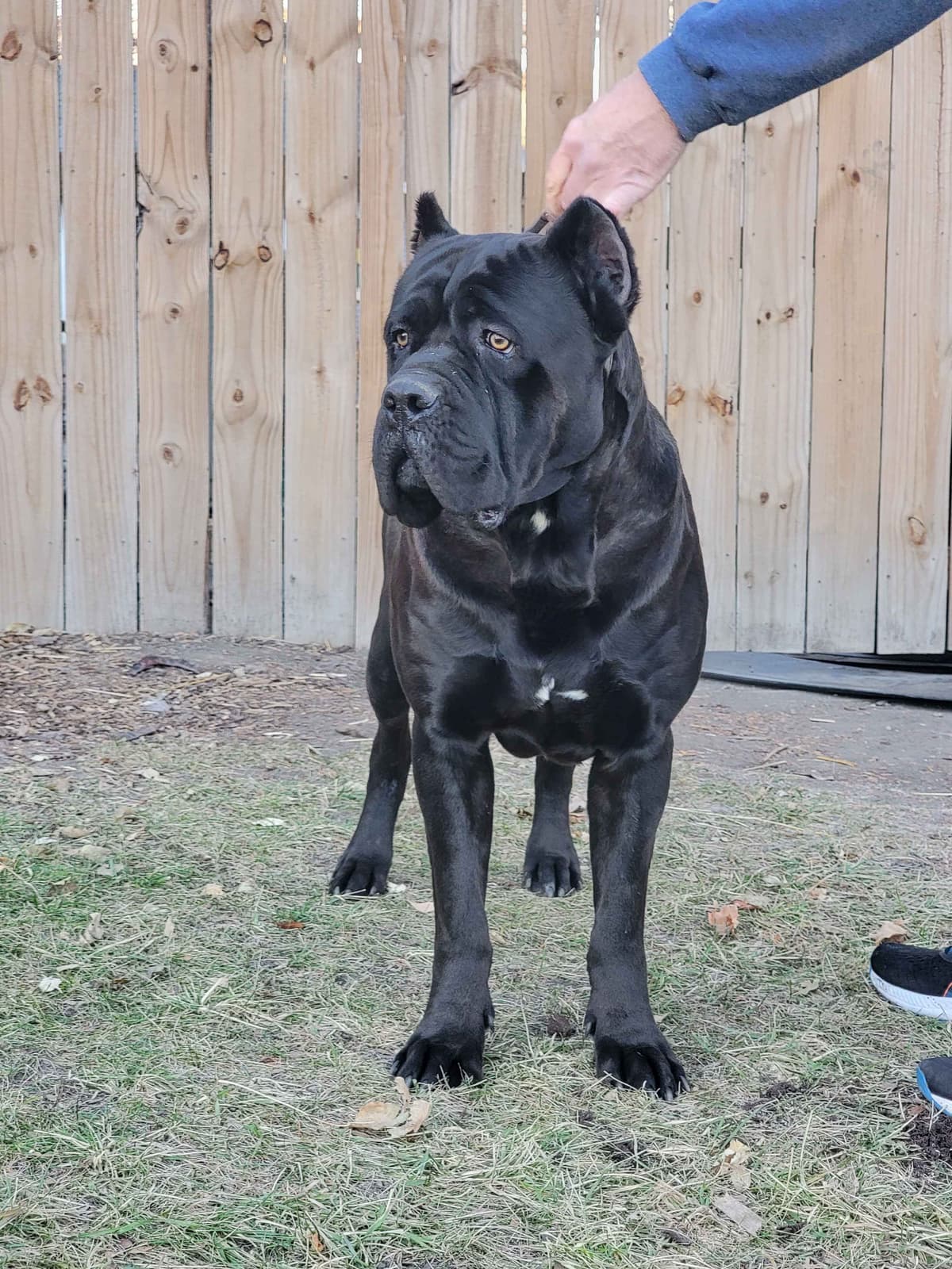 Scandifio Bloodlines! Puppies available now! breeder image 8