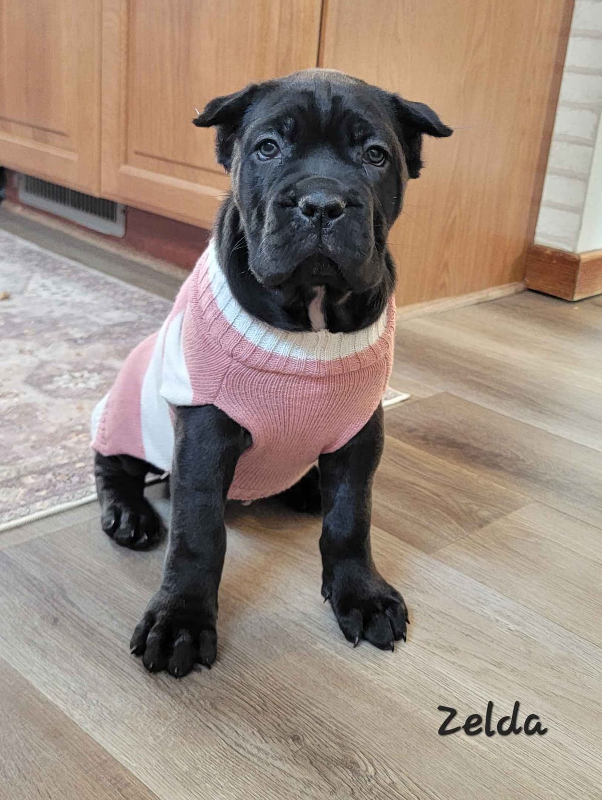 Scandifio Bloodlines! Puppies available now! breeder image 9