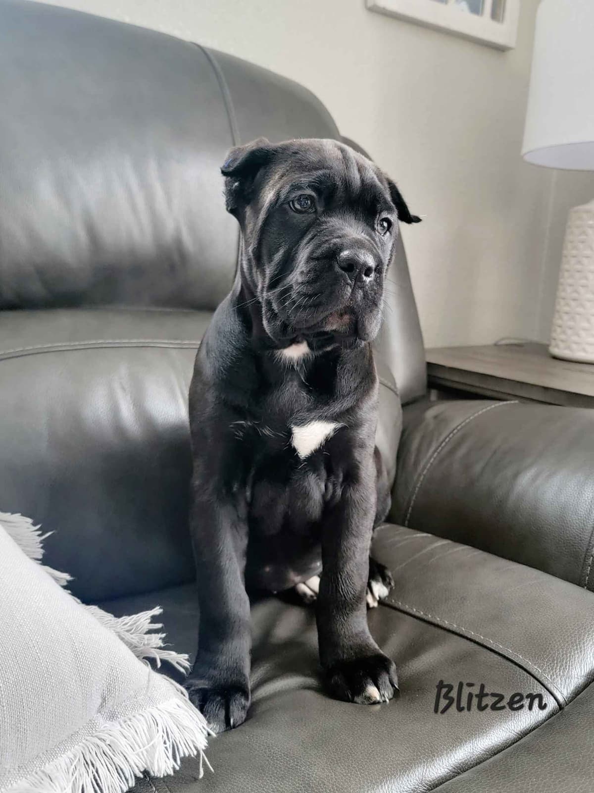 Scandifio Bloodlines! Puppies available now! breeder image 12
