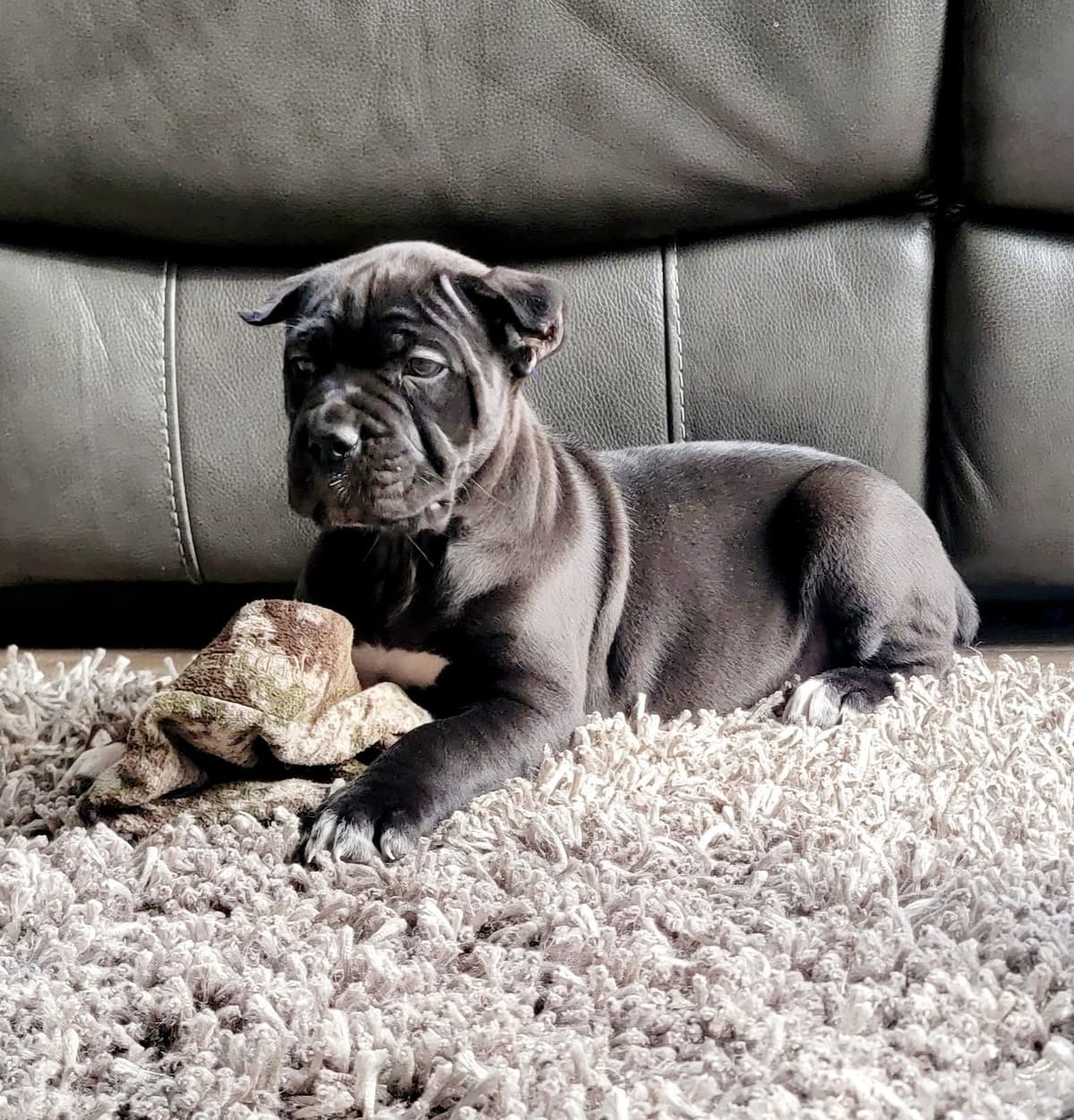 Scandifio Bloodlines! Puppies available now! breeder image 13