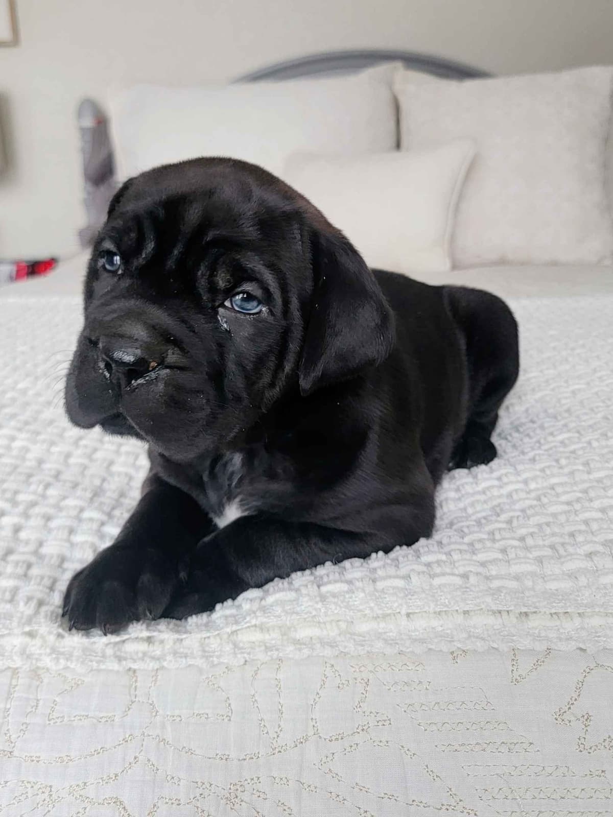 Scandifio Bloodlines! Puppies available now! breeder image 14