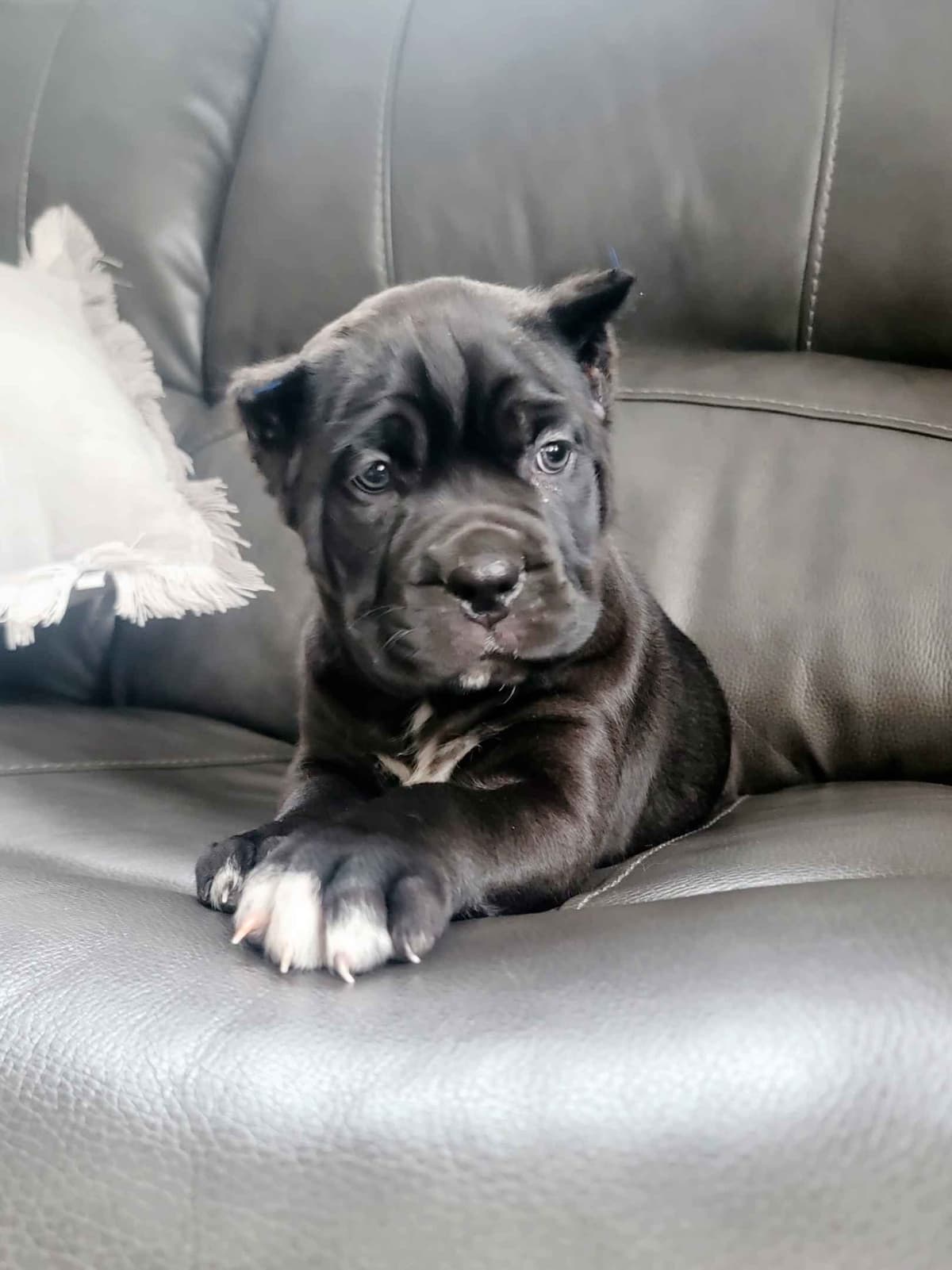 Scandifio Bloodlines! Puppies available now! breeder image 15