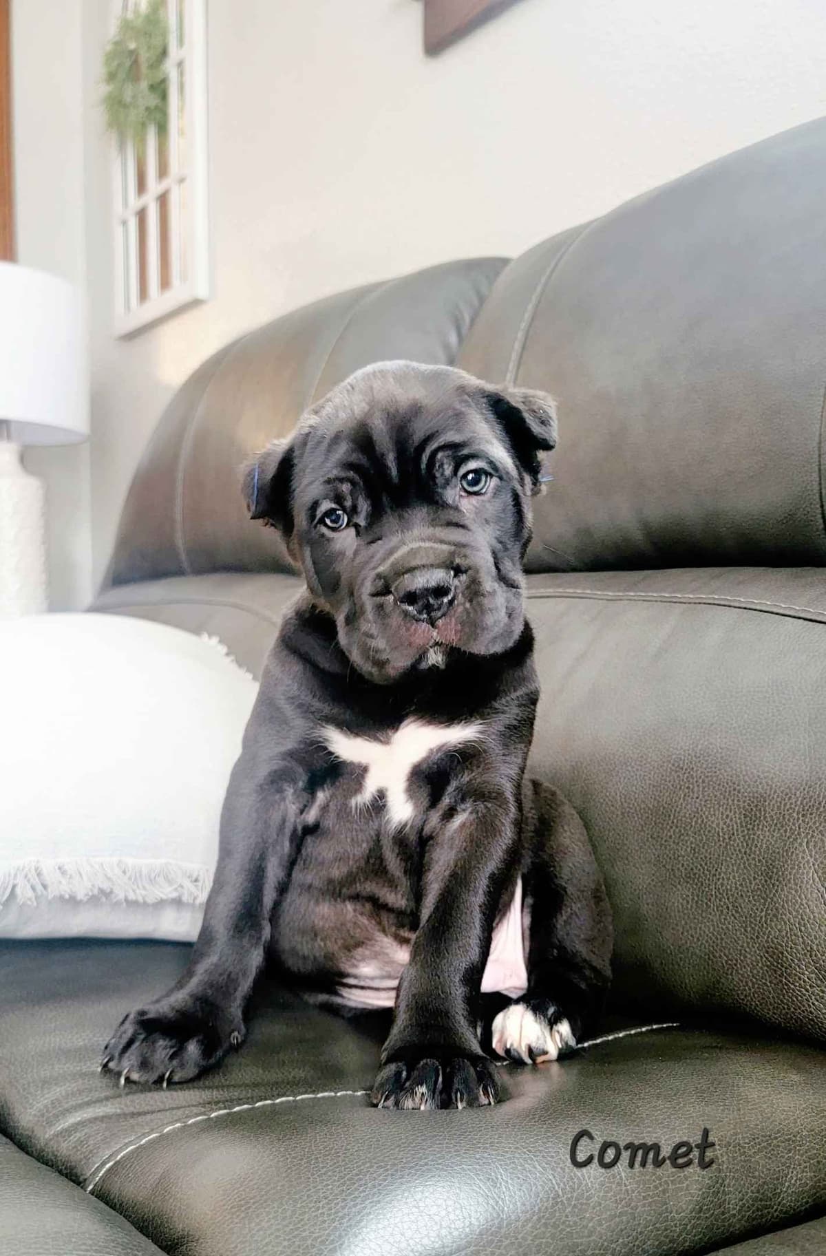 Scandifio Bloodlines! Puppies available now! breeder image 17