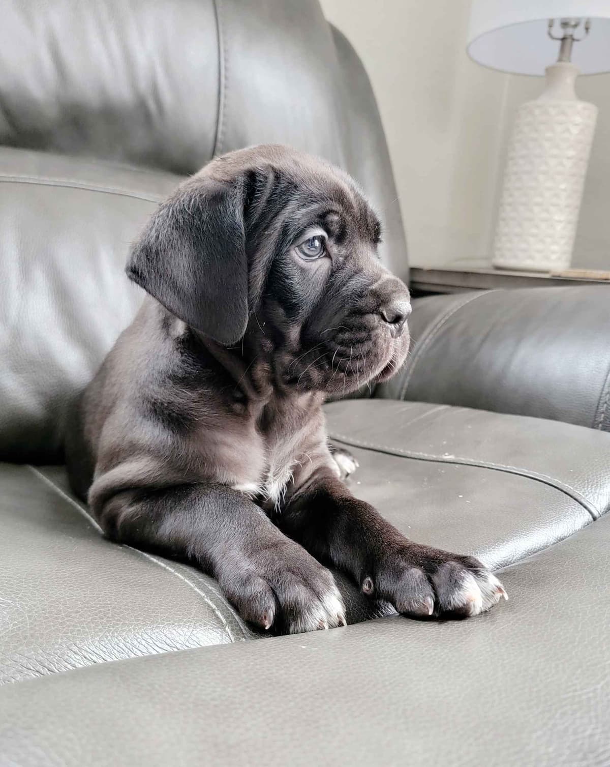 Scandifio Bloodlines! Puppies available now! breeder image 18