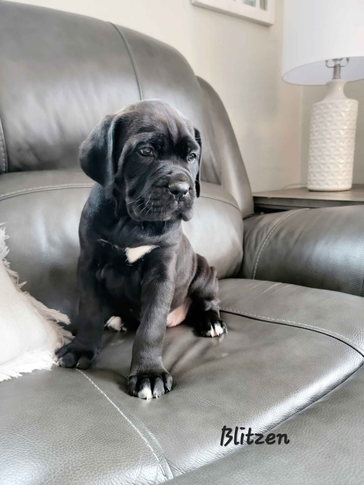 Scandifio Bloodlines! Puppies available now! breeder image 19