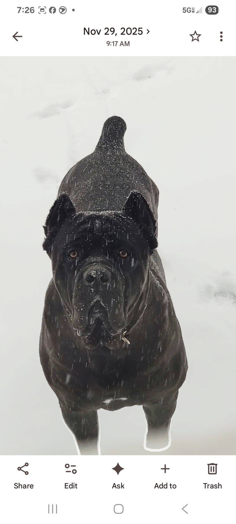 Scandifio Bloodlines! Puppies available now! breeder image 20