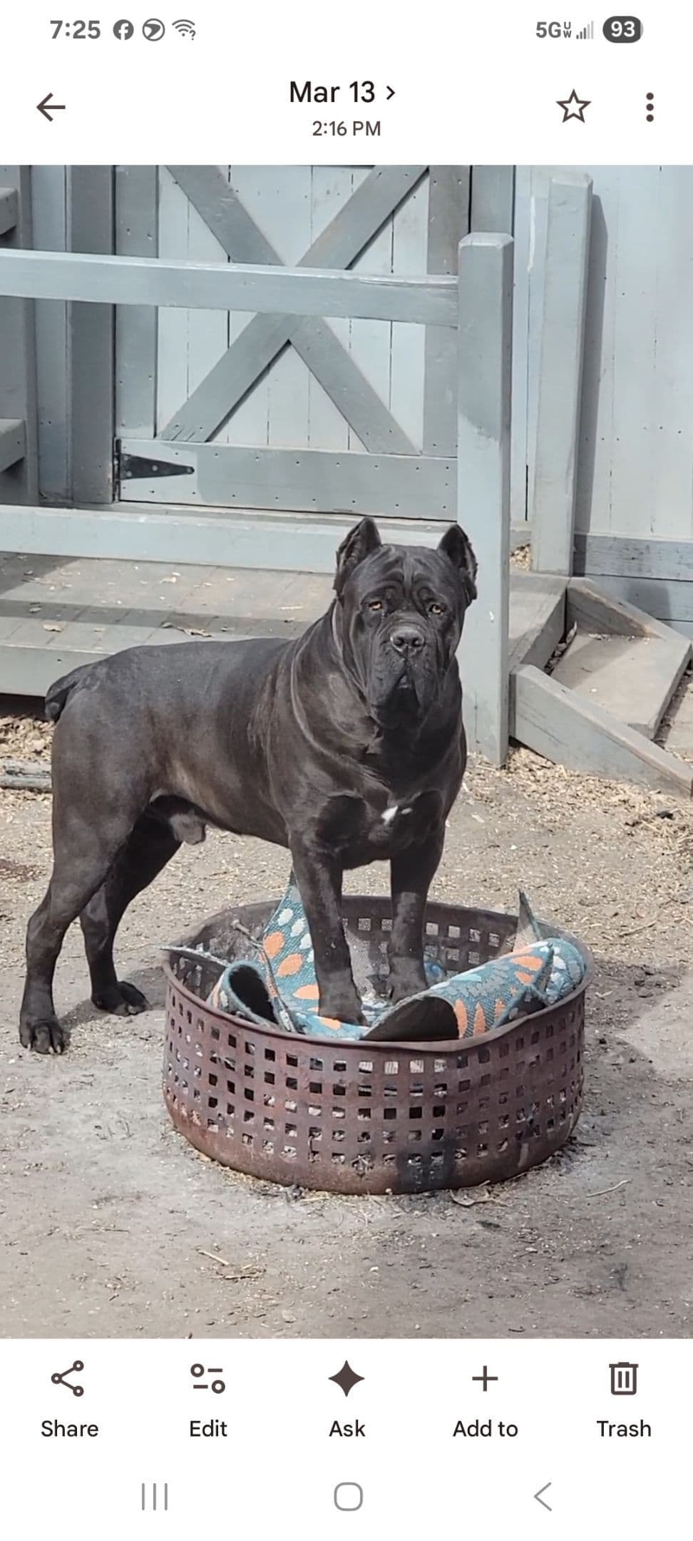 Scandifio Bloodlines! Puppies available now! breeder image 21