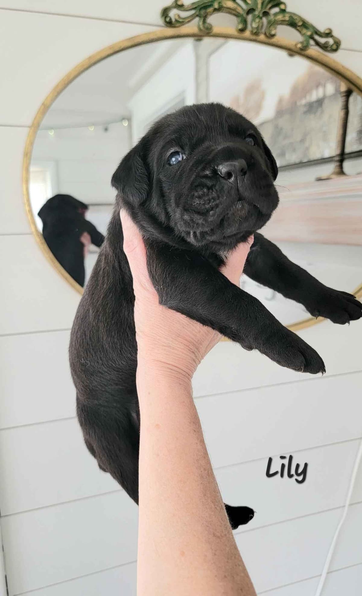 Scandifio Bloodlines! Puppies available now! breeder image 23