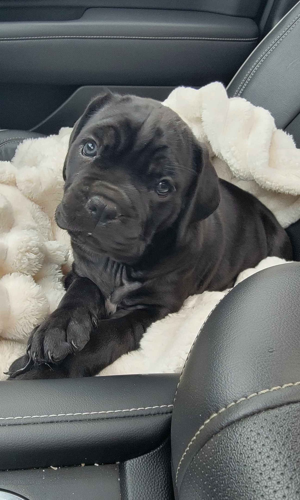 Scandifio Bloodlines! Puppies available now! breeder image 24