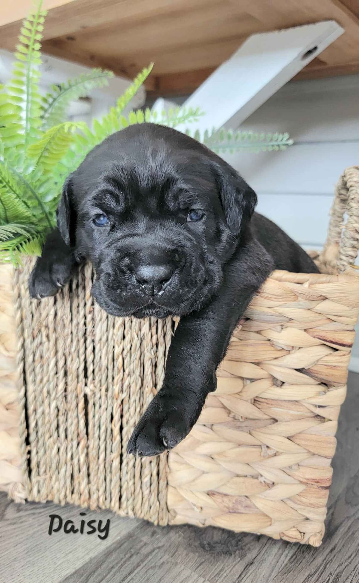 Scandifio Bloodlines! Puppies available now! breeder image 25