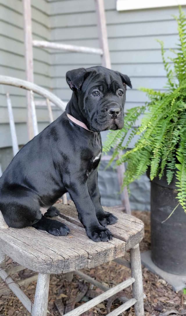 Scandifio Bloodlines! Puppies available now! media 2