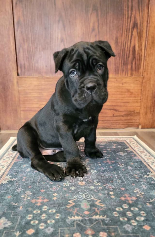 Scandifio Bloodlines! Puppies available now! media 3