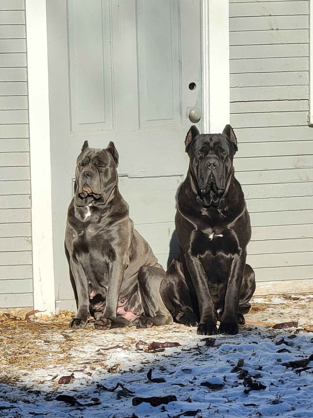 Scandifio Bloodlines! Puppies available now! media 5
