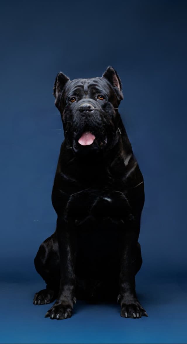 Scandifio Bloodlines! Puppies available now! media 6
