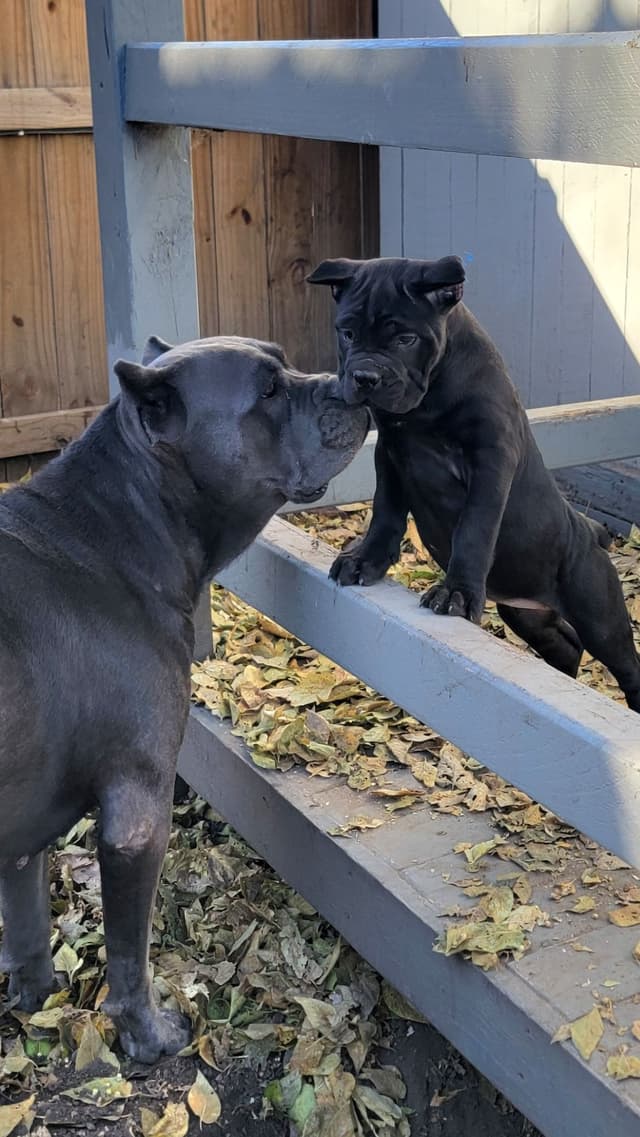 Scandifio Bloodlines! Puppies available now! media 7