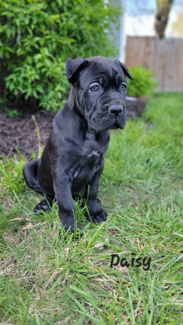 Scandifio Bloodlines! Puppies available now! media 9