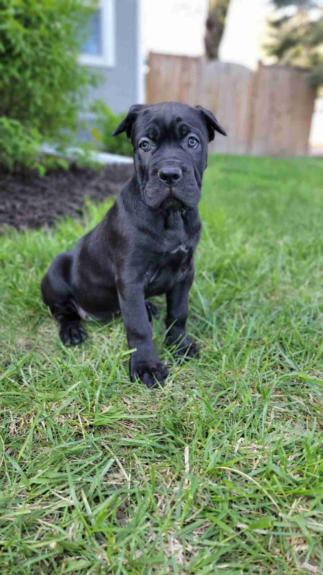 Scandifio Bloodlines! Puppies available now! media 10