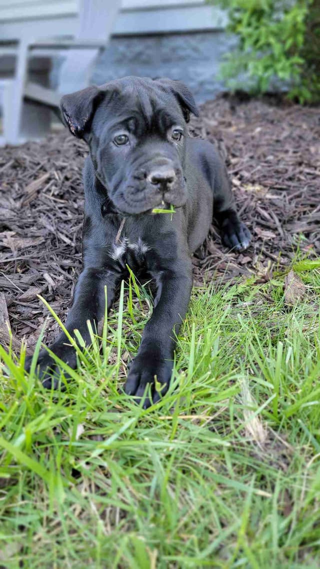Scandifio Bloodlines! Puppies available now! media 11