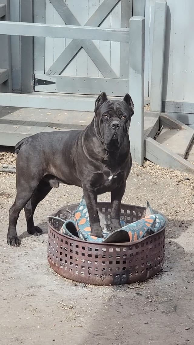 Scandifio Bloodlines! Puppies available now! media 12