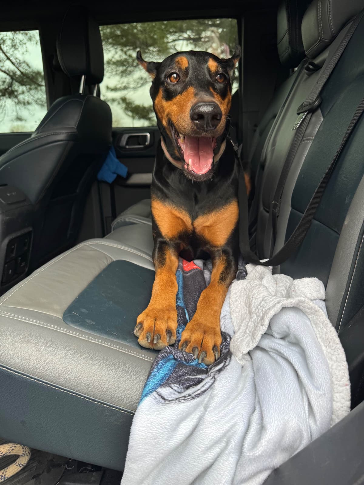 Doberman Pinscher Puppies breeder image 1