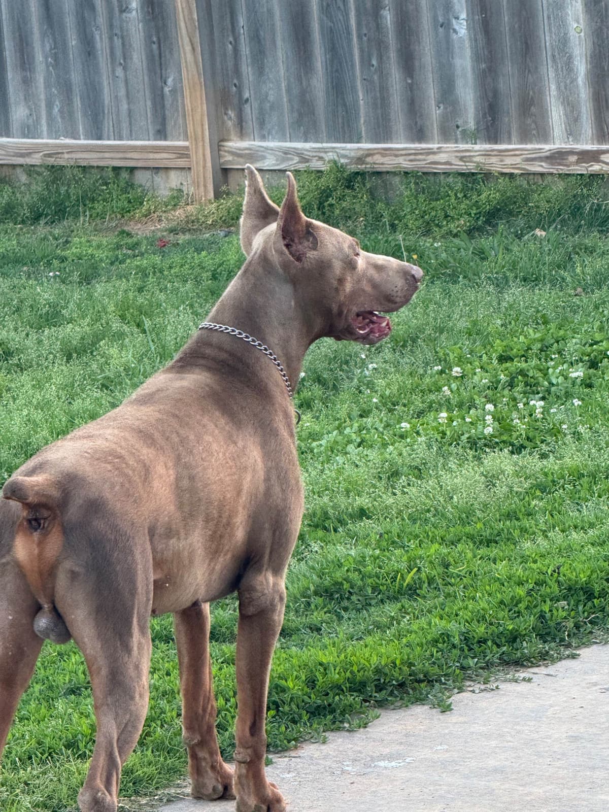 Doberman Pinscher Puppies breeder image 2