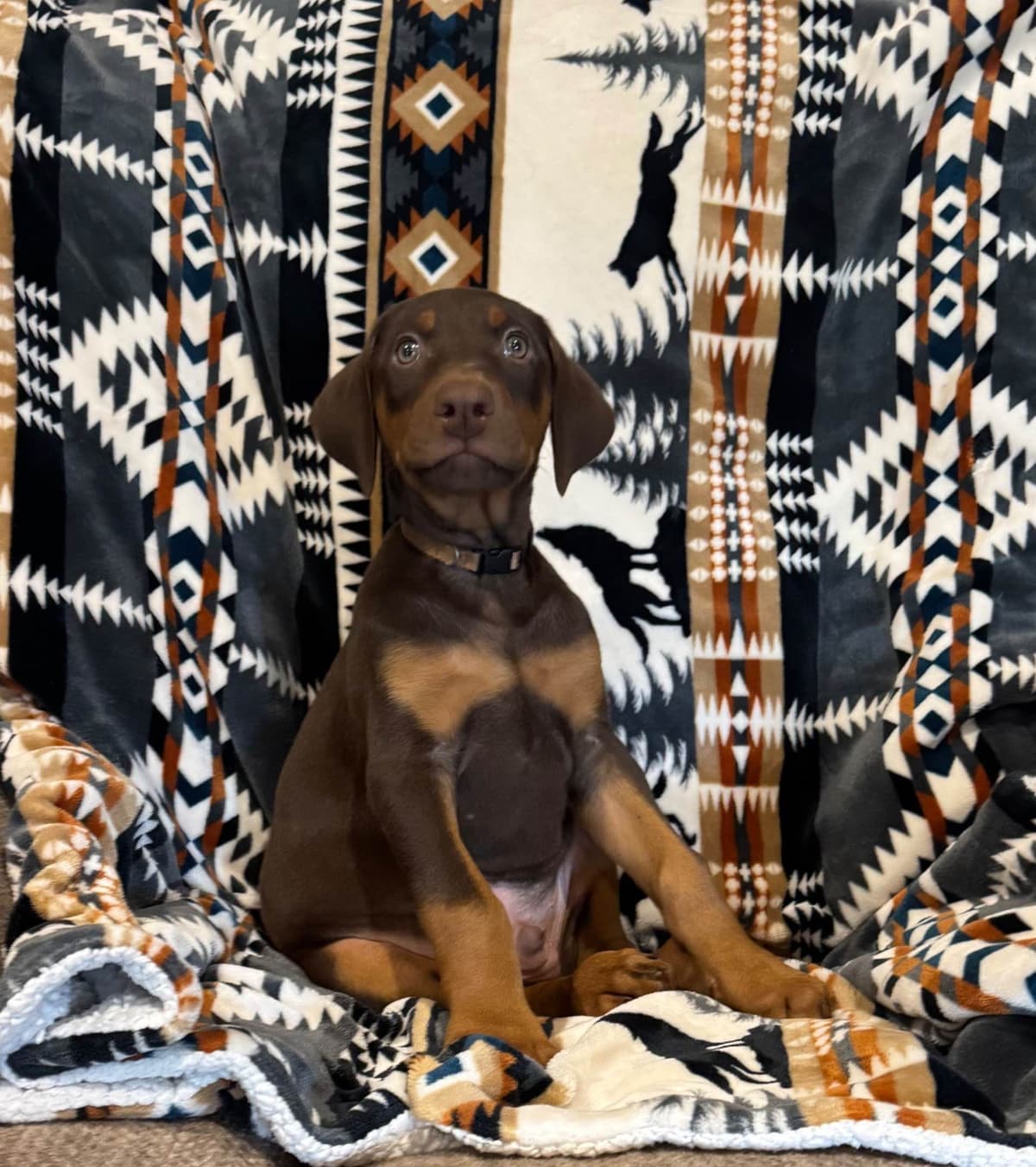 Doberman Pinscher Puppies breeder image 4