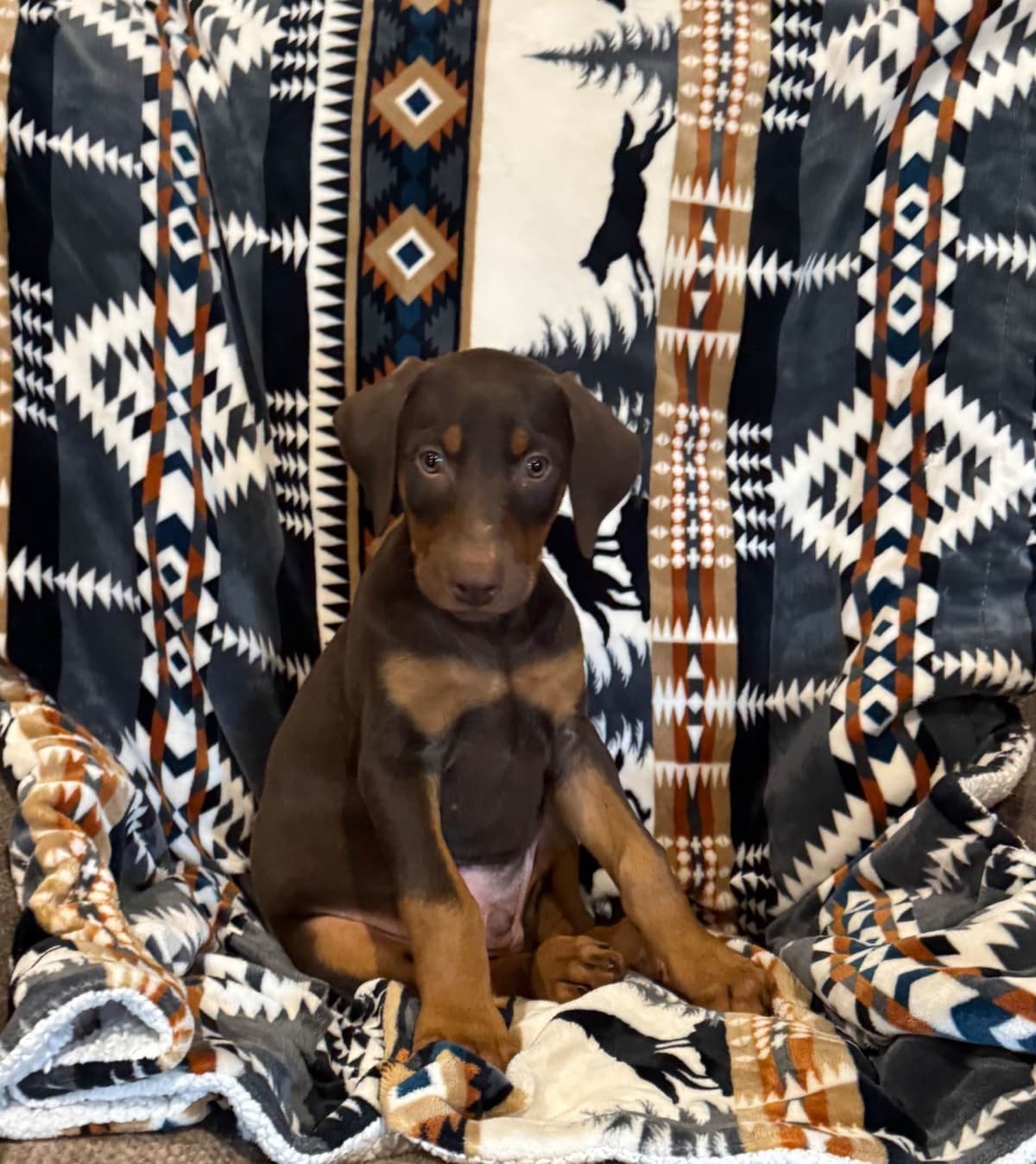 Doberman Pinscher Puppies breeder image 5