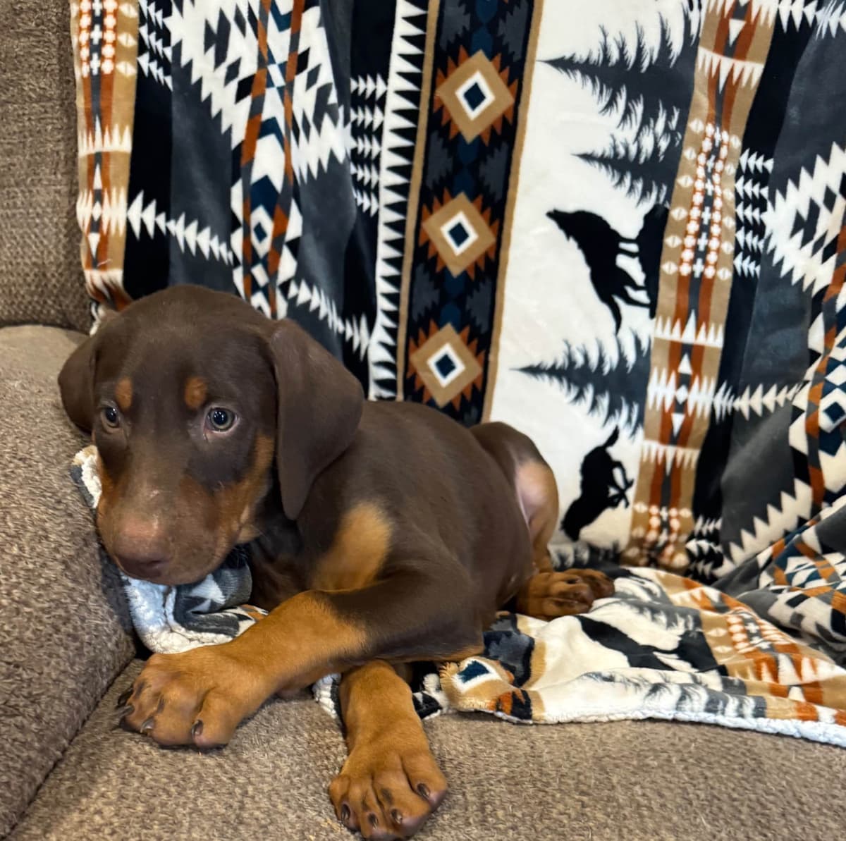 Doberman Pinscher Puppies breeder image 6