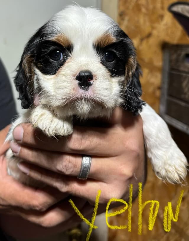 Cavalier King Charles Spaniel Puppies media 2