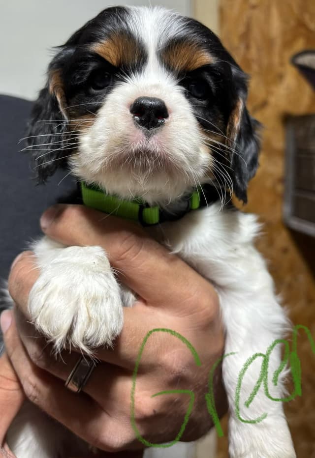 Cavalier King Charles Spaniel Puppies media 5