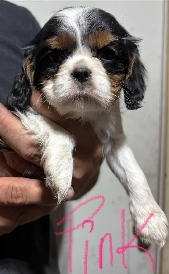 Cavalier King Charles Spaniel Puppies media 4