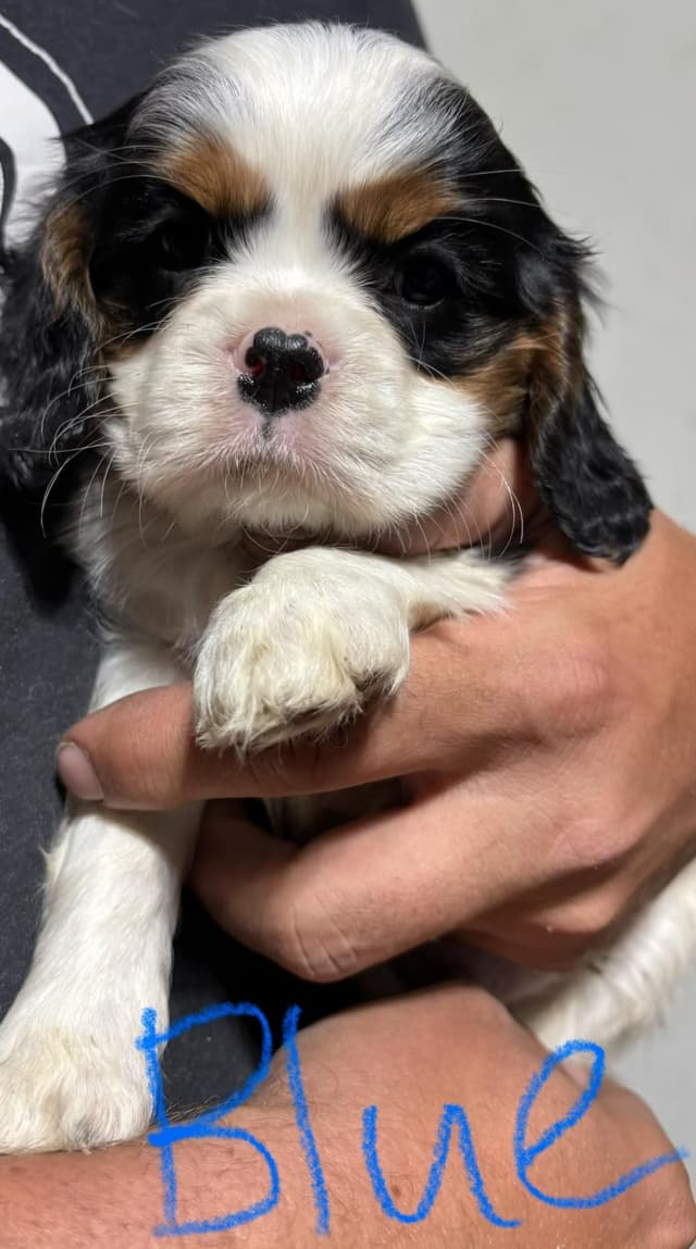 Cavalier King Charles Spaniel Puppies media 3