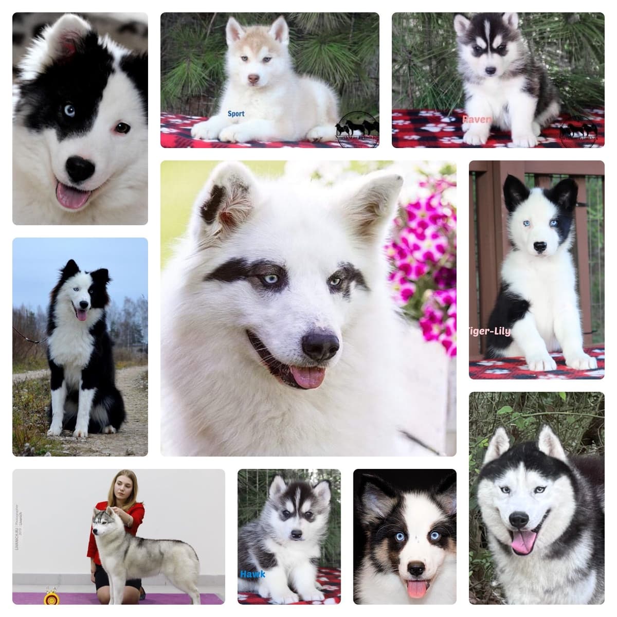 Yakutian Laika puppies America's Foundation Kennel breeder image 1