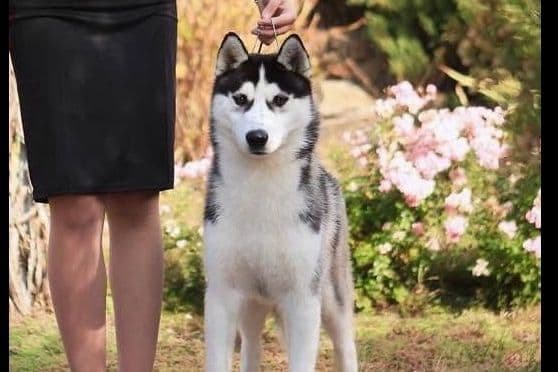 Yakutian Laika puppies America's Foundation Kennel breeder image 3
