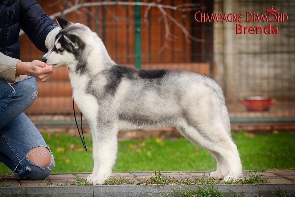 Yakutian Laika puppies America's Foundation Kennel breeder image 5