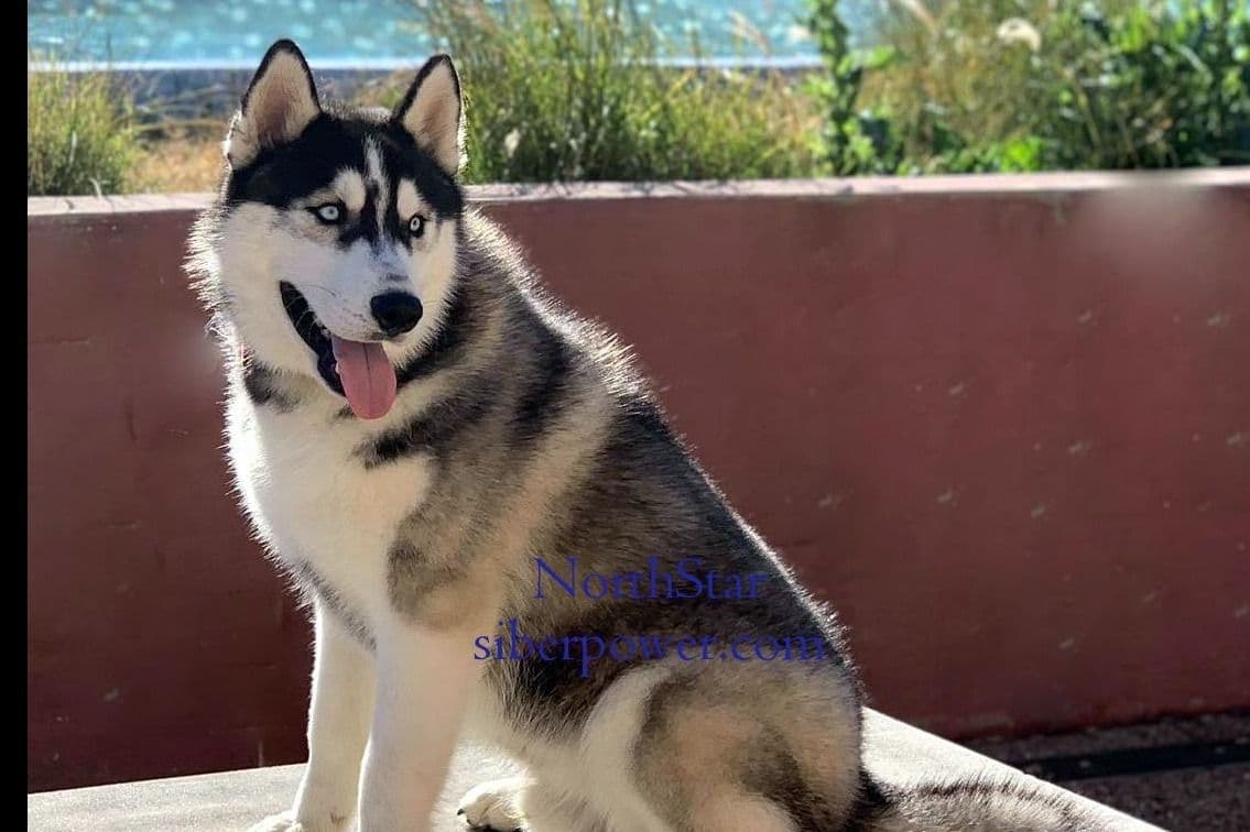Yakutian Laika puppies America's Foundation Kennel breeder image 8